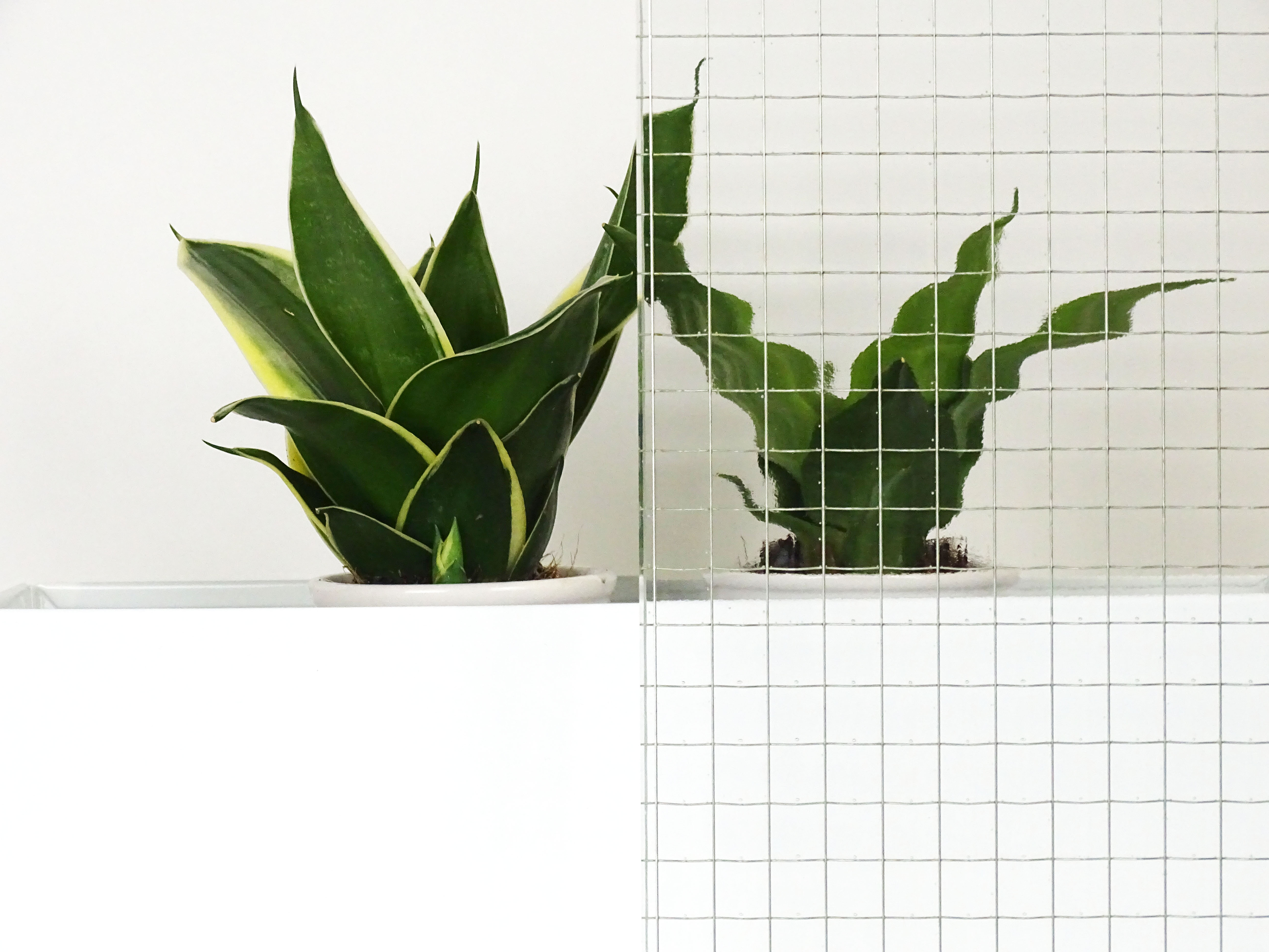 Produktfoto von Drahtglas – stabiles Drahtglas nach Maß für Fenster und Türen von Meitinger Glas